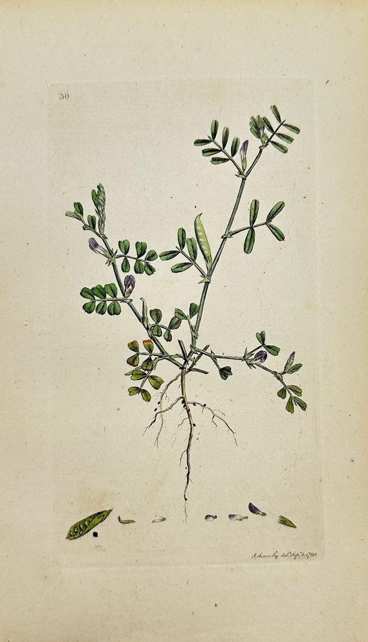 Antique Print - James Sowerby - Vicia Lathyroides - Lathyrus Vetch - F1