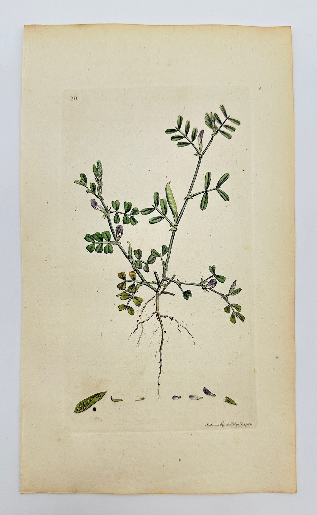 Antique Print - James Sowerby - Vicia Lathyroides - Lathyrus Vetch - F1