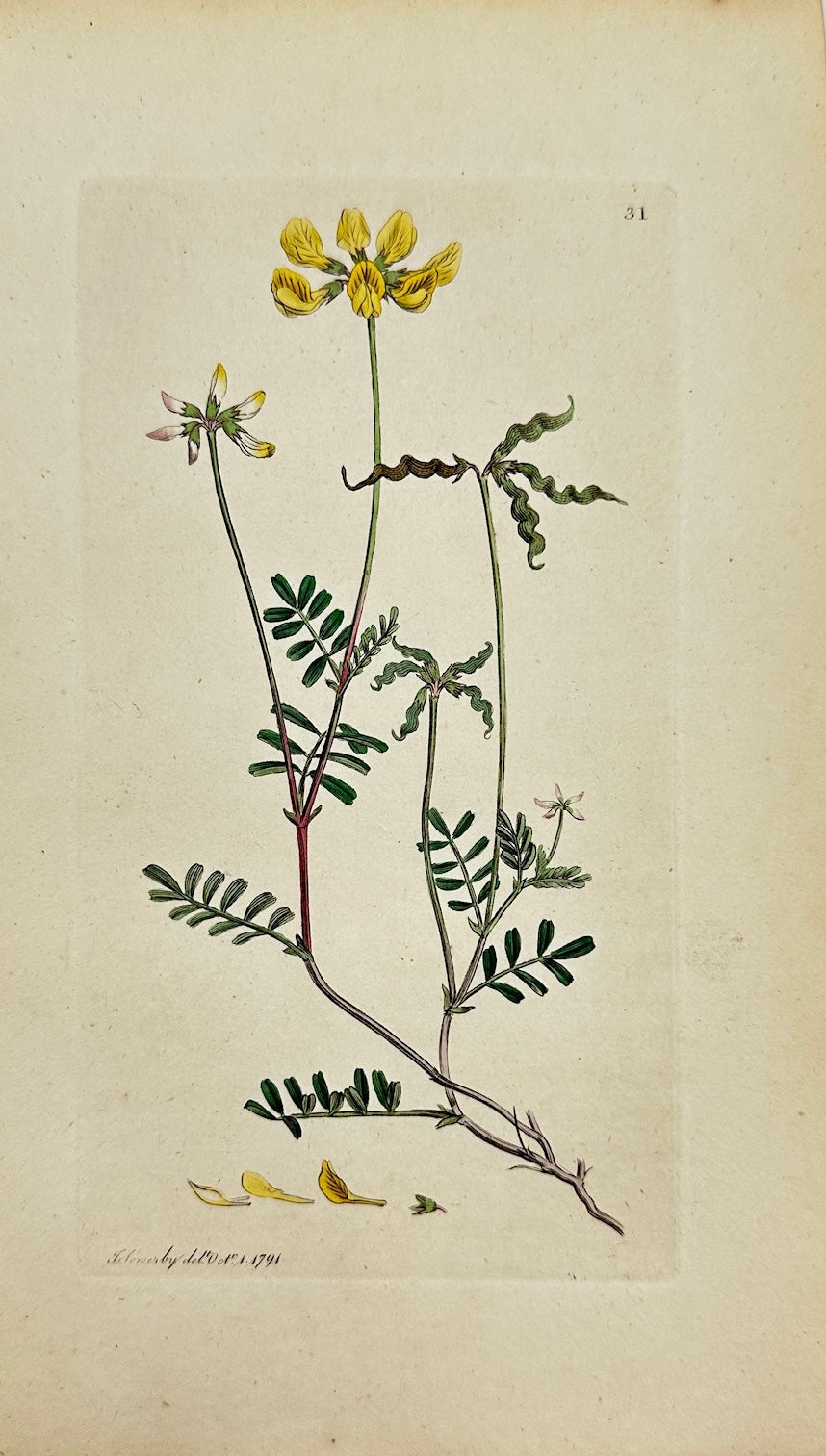 Antique Print - James Sowerby - Hippocrepis Comosa - Eggleaf Vetchling - F1