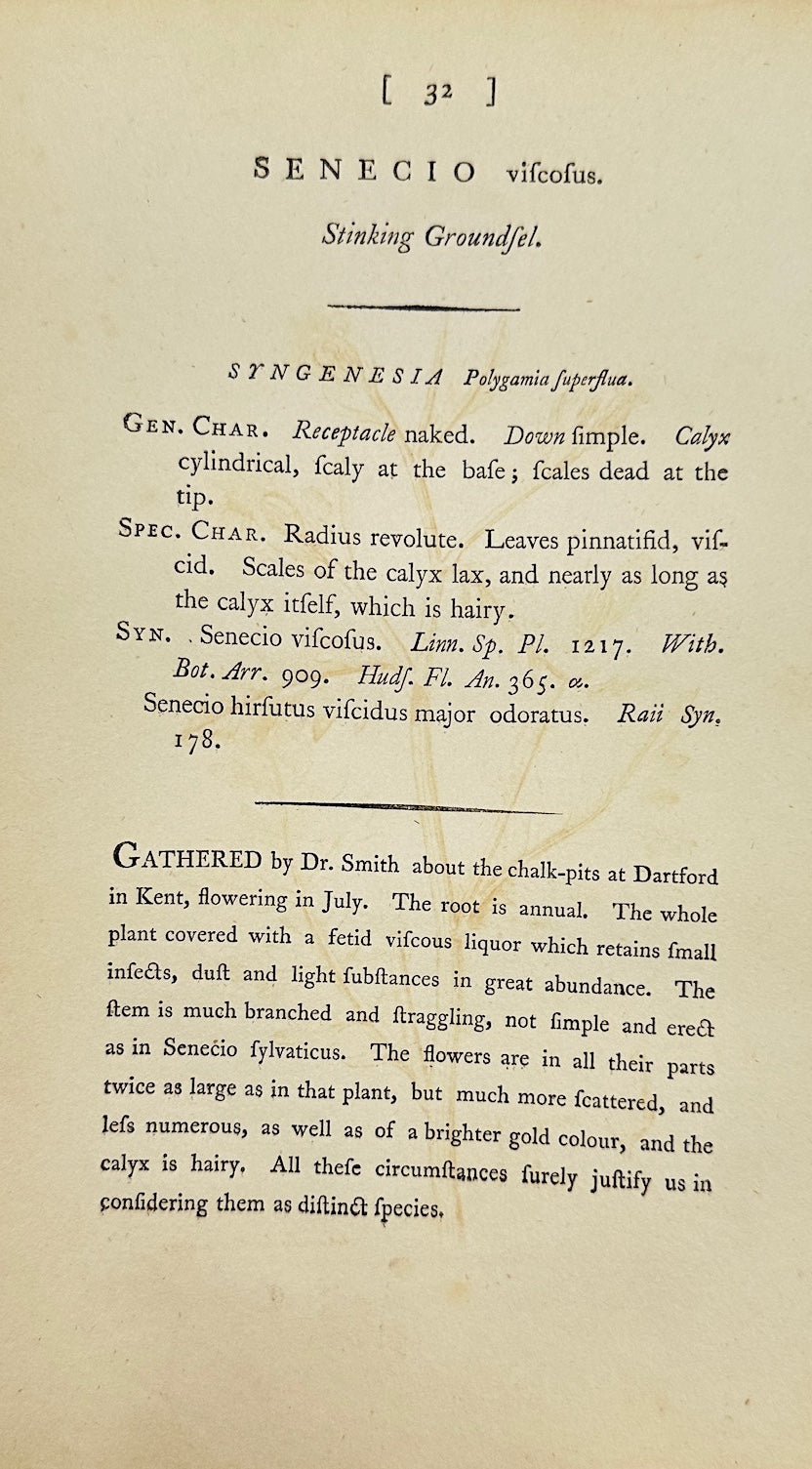 Antique Print - James Sowerby - Senecio Viscosus - Sticky Groundsel - F1