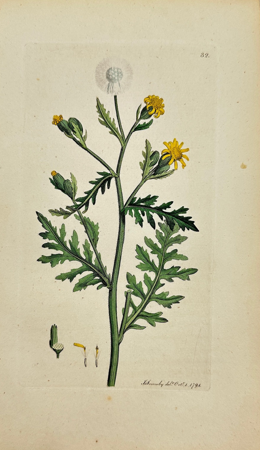 Antique Print - James Sowerby - Senecio Viscosus - Sticky Groundsel - F1