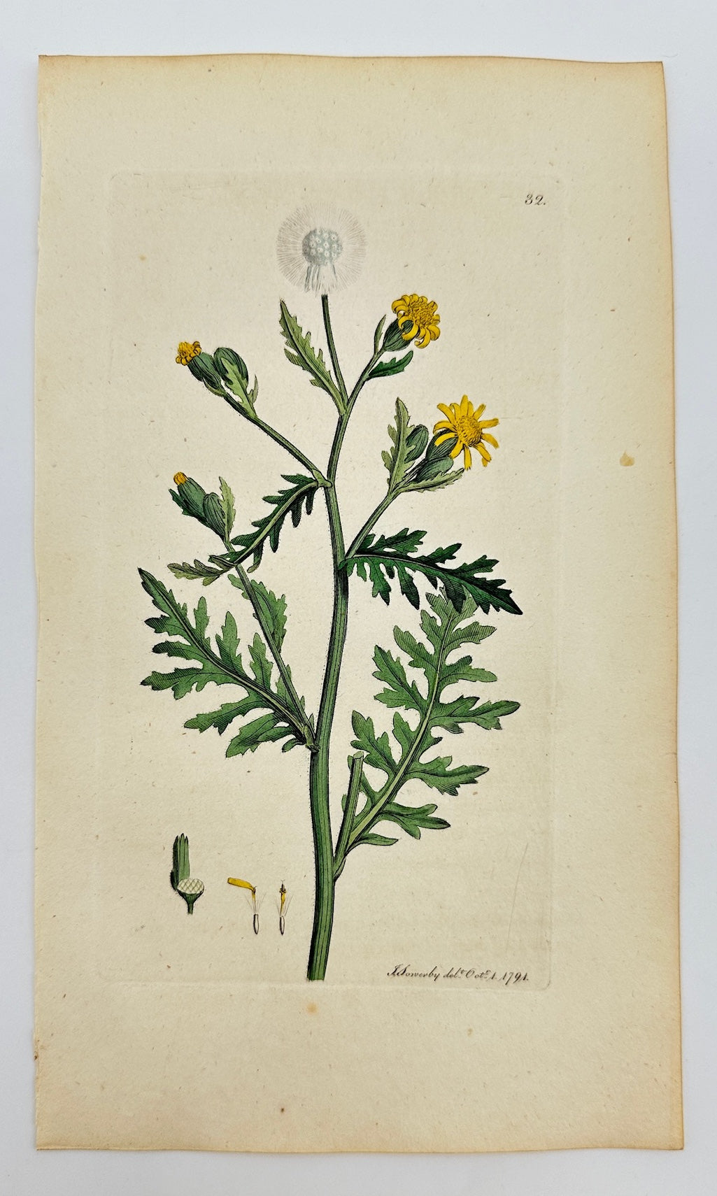 Antique Print - James Sowerby - Senecio Viscosus - Sticky Groundsel - F1