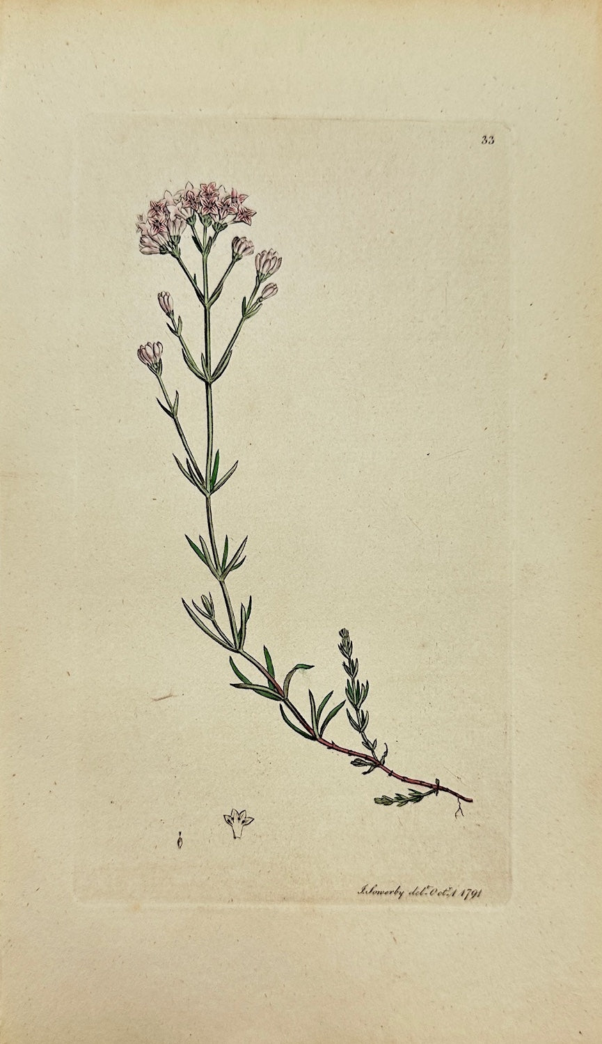 Antique Print - James Sowerby - Asperula Cynanchica - Squinancywort - F1