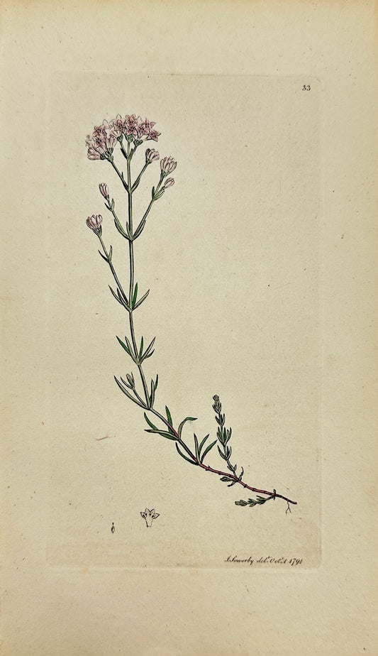 Antique Print - James Sowerby - Asperula Cynanchica - Squinancywort - F1