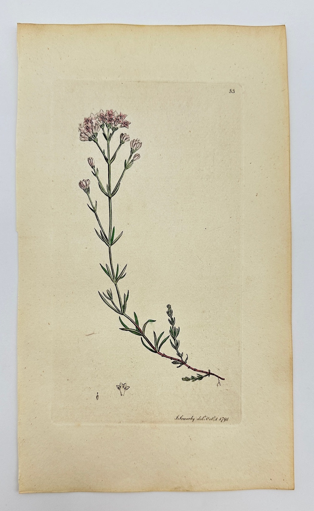 Antique Print - James Sowerby - Asperula Cynanchica - Squinancywort - F1