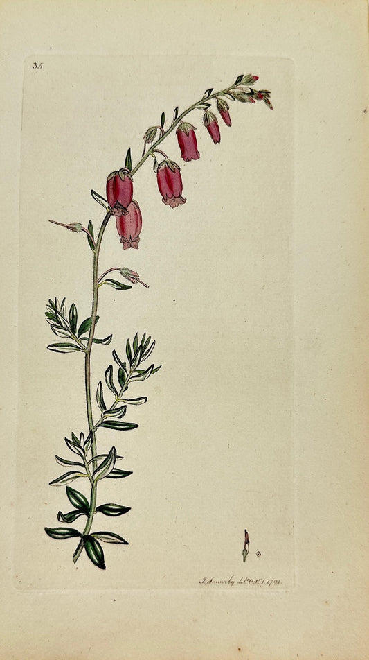 Antique Botanical Print - James Sowerby - Erica Daboecia - Daboecia - F1