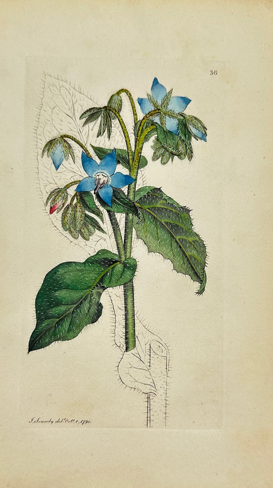 Antique Botanical Print - James Sowerby - Borago Officinalis - Borage - F1
