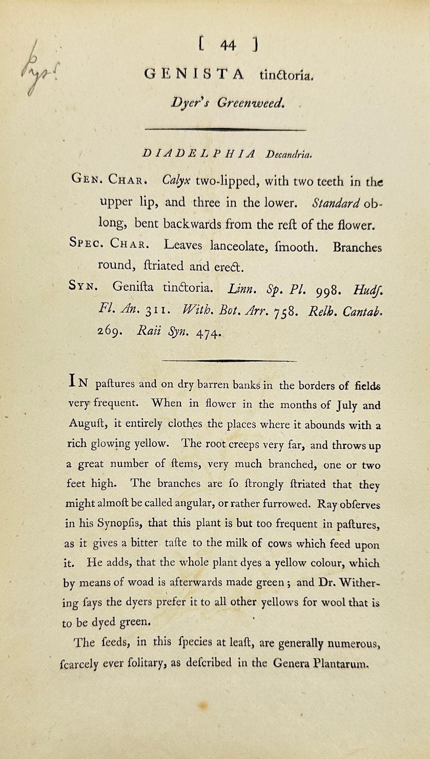 Antique Print - James Sowerby - Genista Tinctoria - Dyer's Greenweed - F1