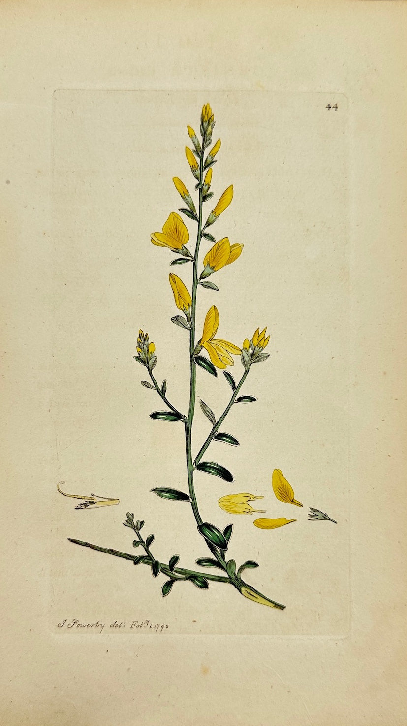 Antique Print - James Sowerby - Genista Tinctoria - Dyer's Greenweed - F1