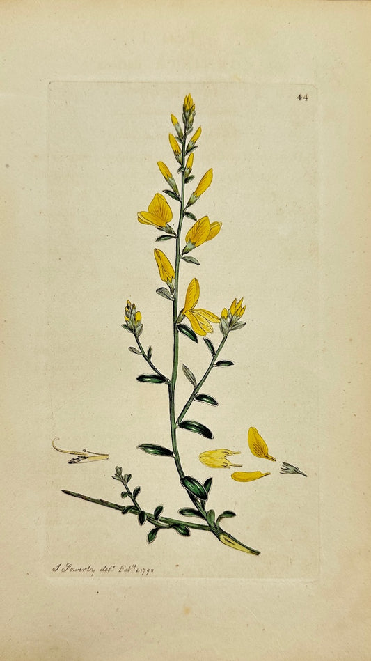 Antique Print - James Sowerby - Genista Tinctoria - Dyer's Greenweed - F1