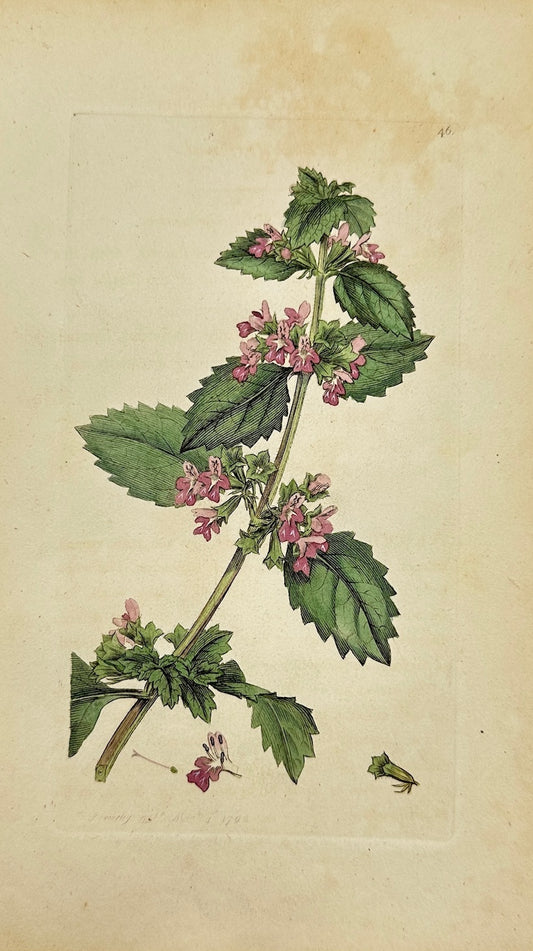 Antique Botanical Print - James Sowerby - Ballota Nigra - Black Horehound - F1