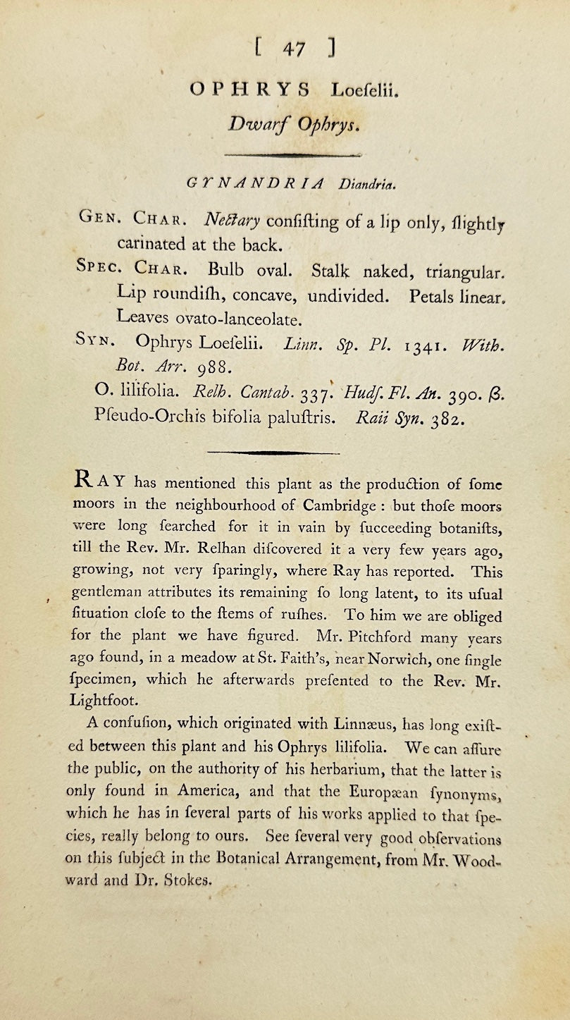 Antique Botanical Print - James Sowerby - Ophrys Loefelii - Loefel's Orchid - F1