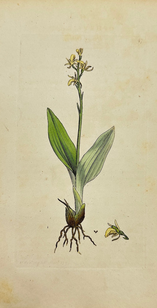 Antique Botanical Print - James Sowerby - Ophrys Loefelii - Loefel's Orchid - F1