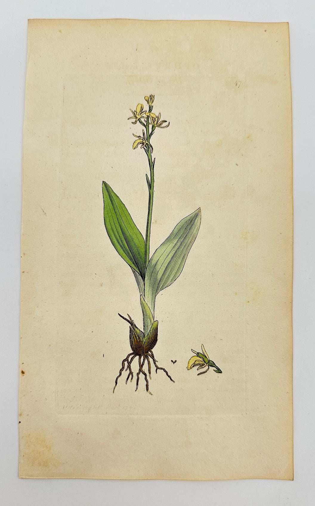 Antique Botanical Print - James Sowerby - Ophrys Loefelii - Loefel's Orchid - F1