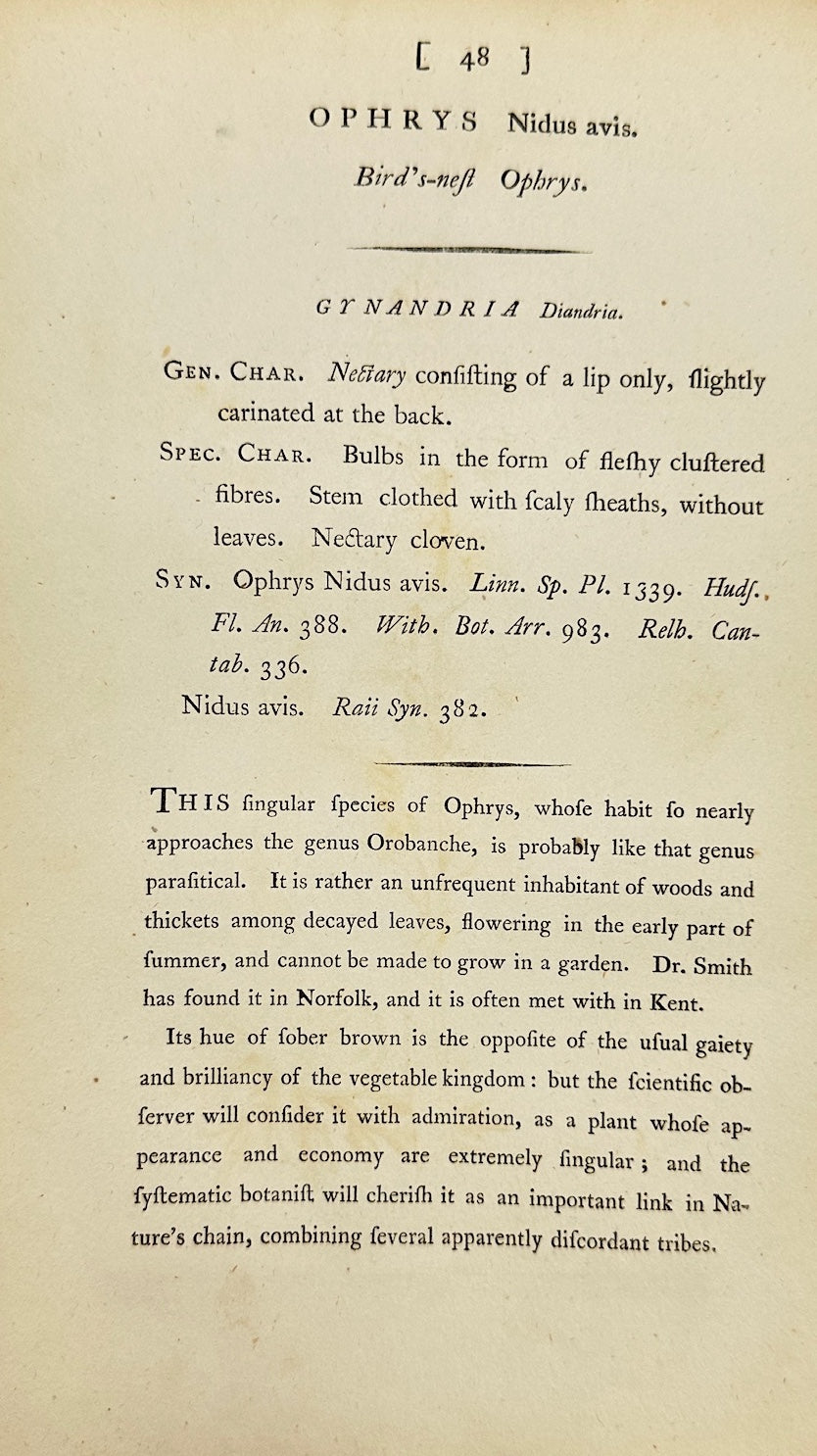 Antique Print - James Sowerby - Ophrys Nidus-avis - Bird's Nest Orchid - F1