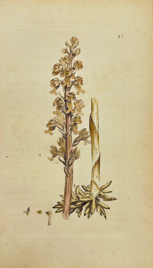 Antique Print - James Sowerby - Ophrys Nidus-avis - Bird's Nest Orchid - F1
