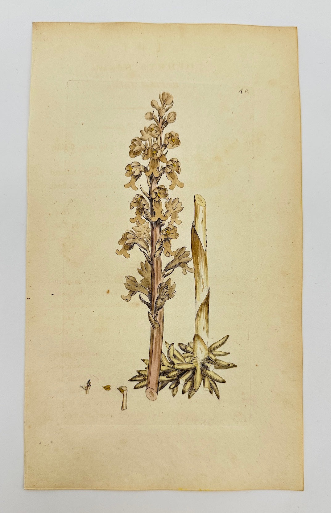 Antique Print - James Sowerby - Ophrys Nidus-avis - Bird's Nest Orchid - F1