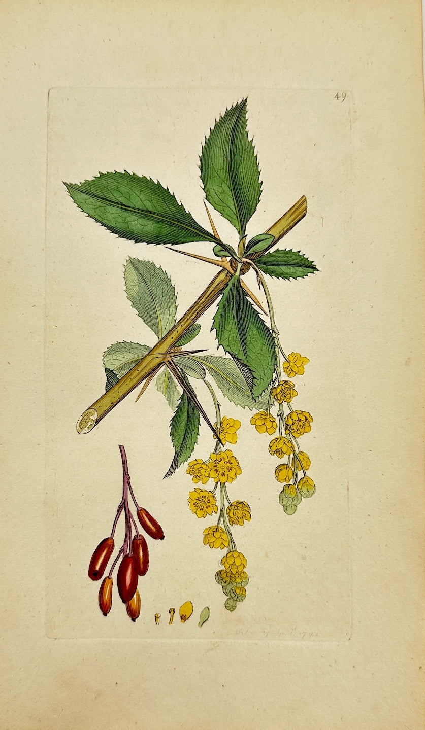 Antique Print - James Sowerby - Berberis Vulgaris - Common Barberry - F1