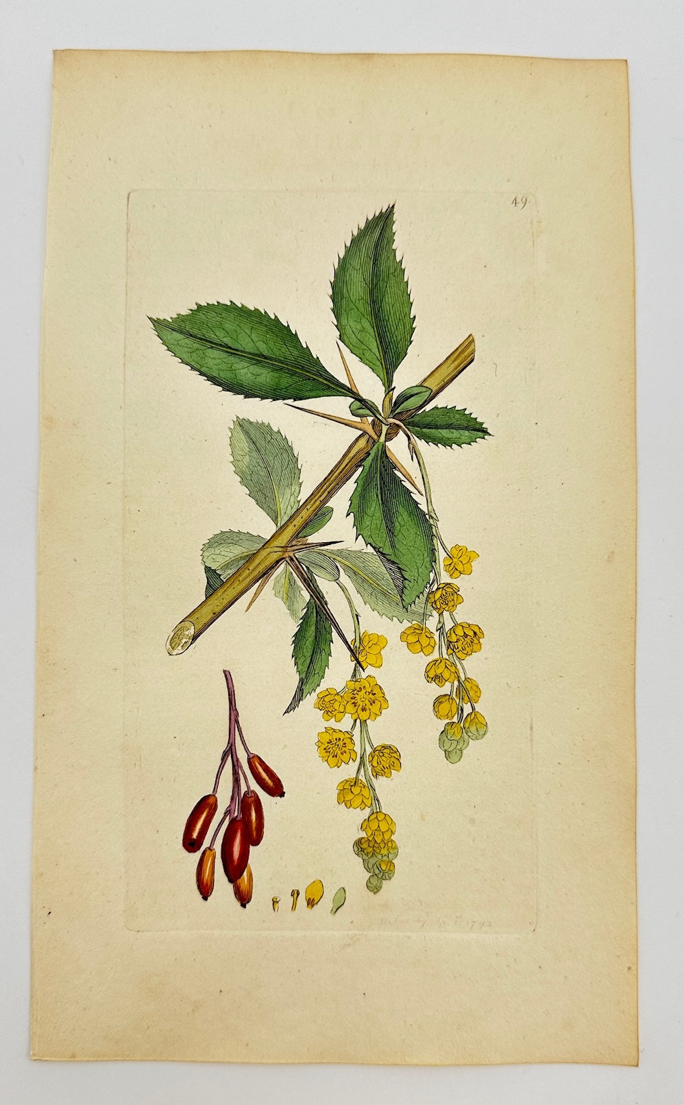 Antique Print - James Sowerby - Berberis Vulgaris - Common Barberry - F1