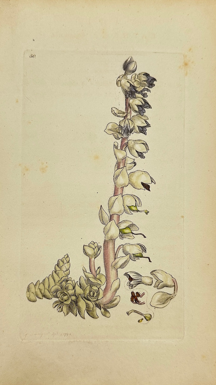 Antique Botanical Print - James Sowerby - Lathraea Squamaria - Toothwort - F1
