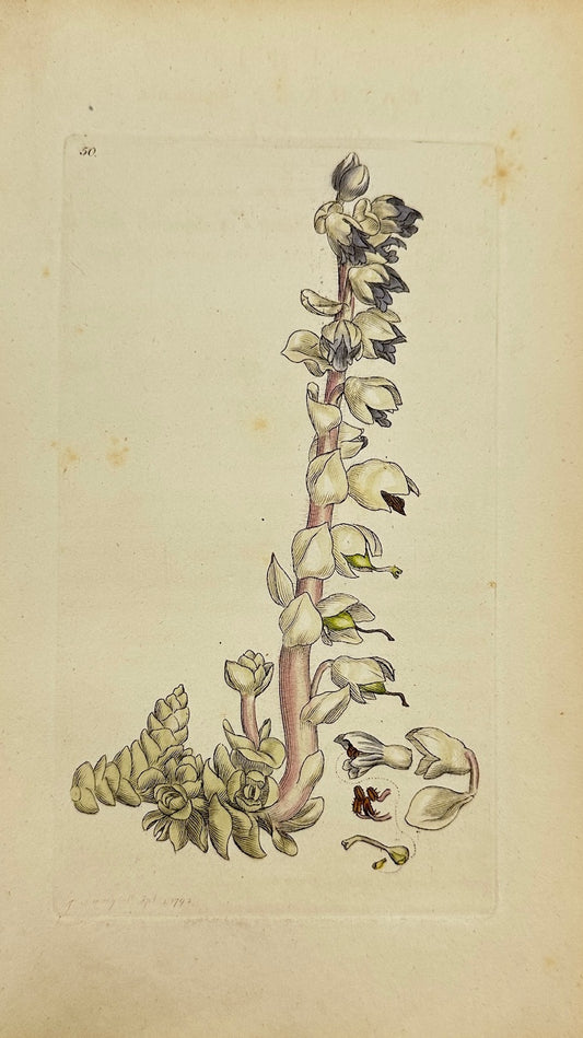 Antique Botanical Print - James Sowerby - Lathraea Squamaria - Toothwort - F1