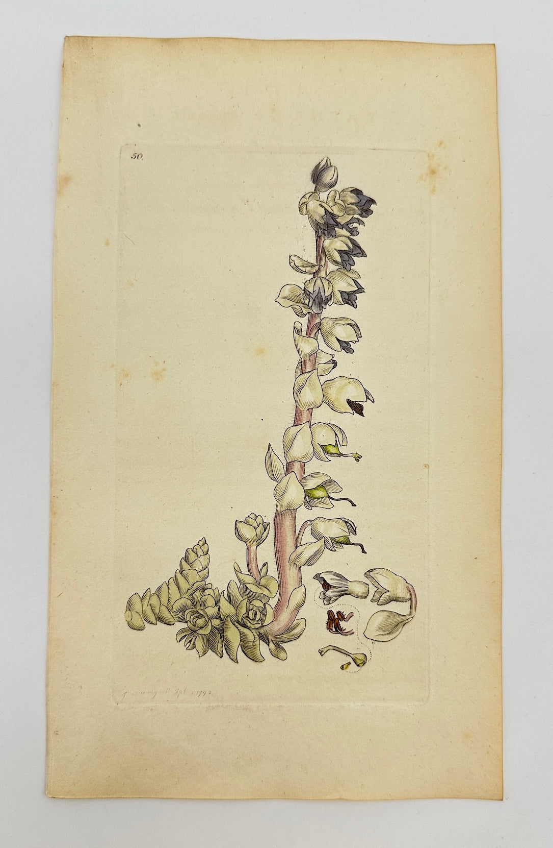 Antique Botanical Print - James Sowerby - Lathraea Squamaria - Toothwort - F1