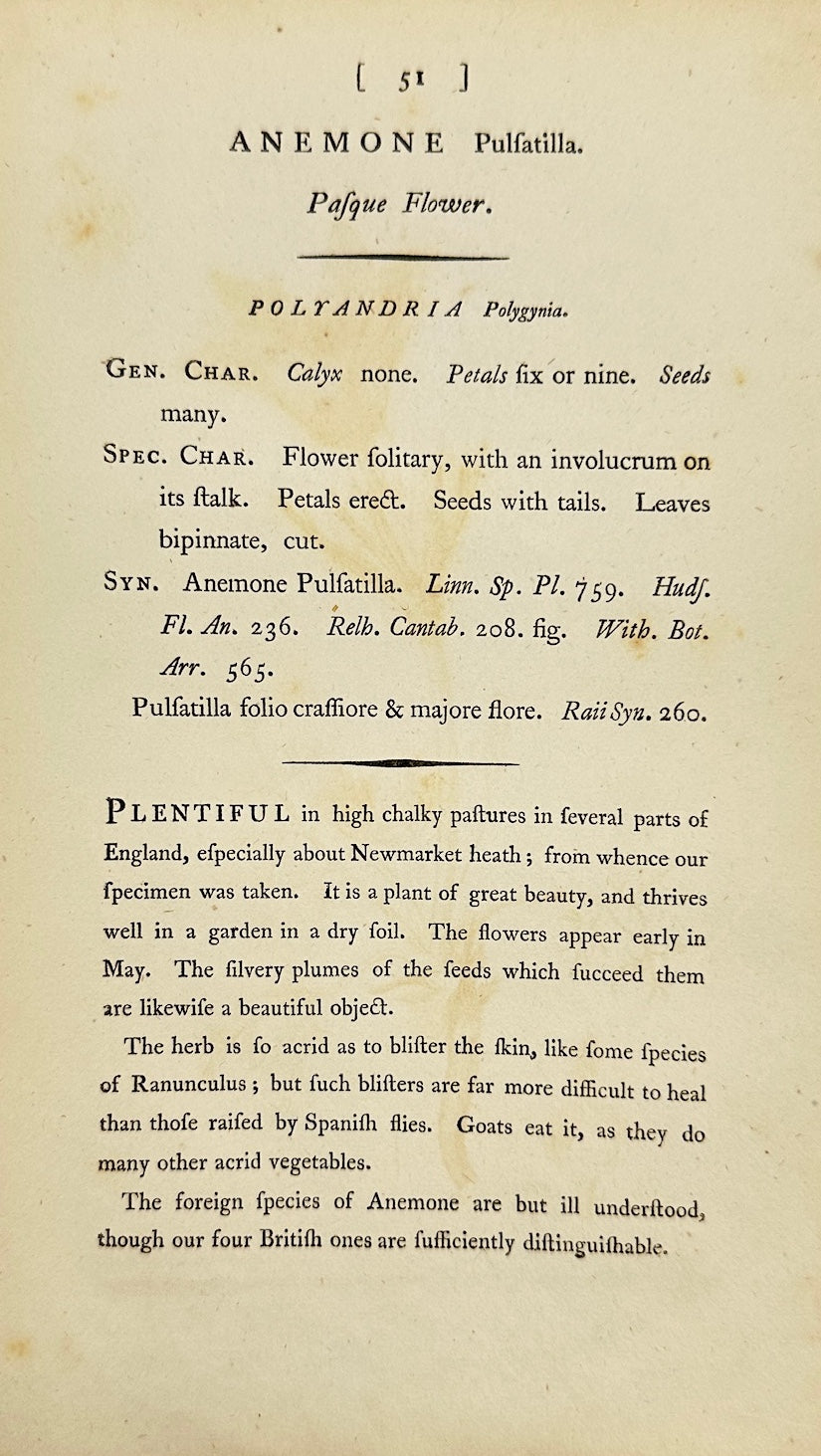 Antique Print - James Sowerby - Anemone Pulsatilla - Pasque Flower - F1