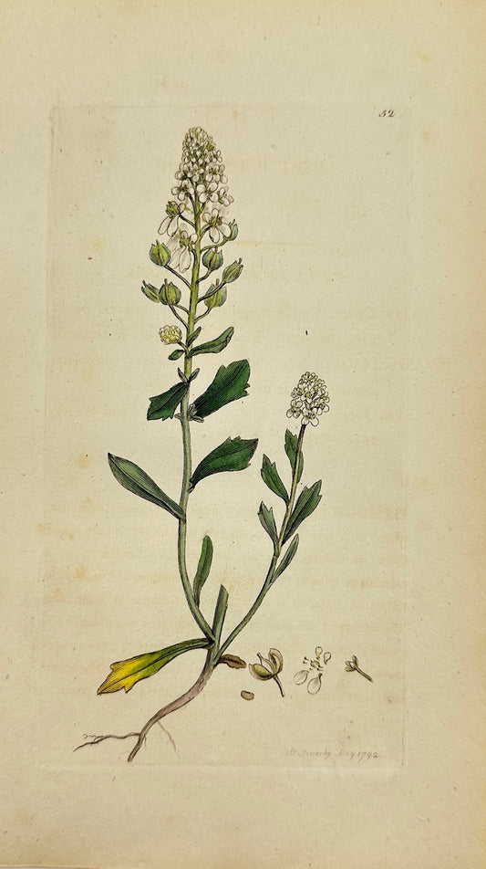 Antique Botanical Print - James Sowerby - Iberis Amara - Bitter Candytuft - F1