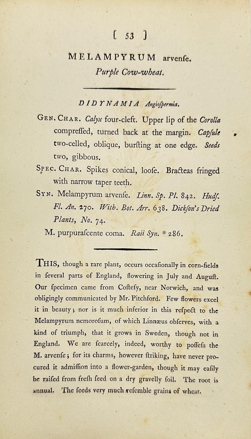 Antique Print - James Sowerby - Melampyrum Arvense - Field Cow Wheat - F1