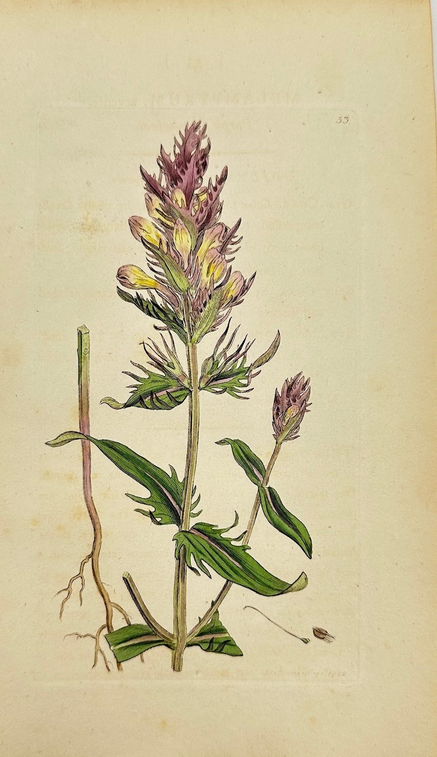 Antique Print - James Sowerby - Melampyrum Arvense - Field Cow Wheat - F1