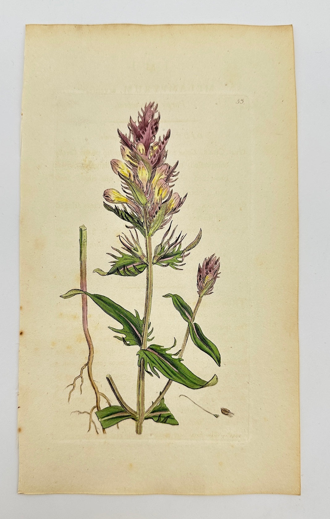 Antique Print - James Sowerby - Melampyrum Arvense - Field Cow Wheat - F1