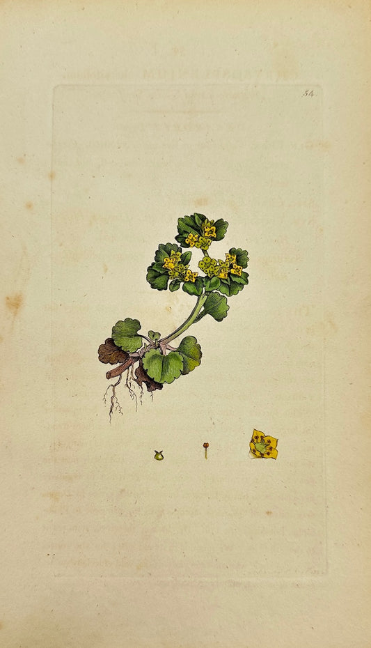 Antique Botanical Print - James Sowerby - Alternate-leaved Golden Saxifrage - F1