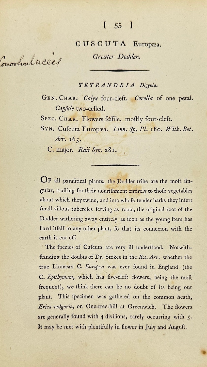 Antique Print - James Sowerby - Cuscuta Europaea - European Dodder - F1