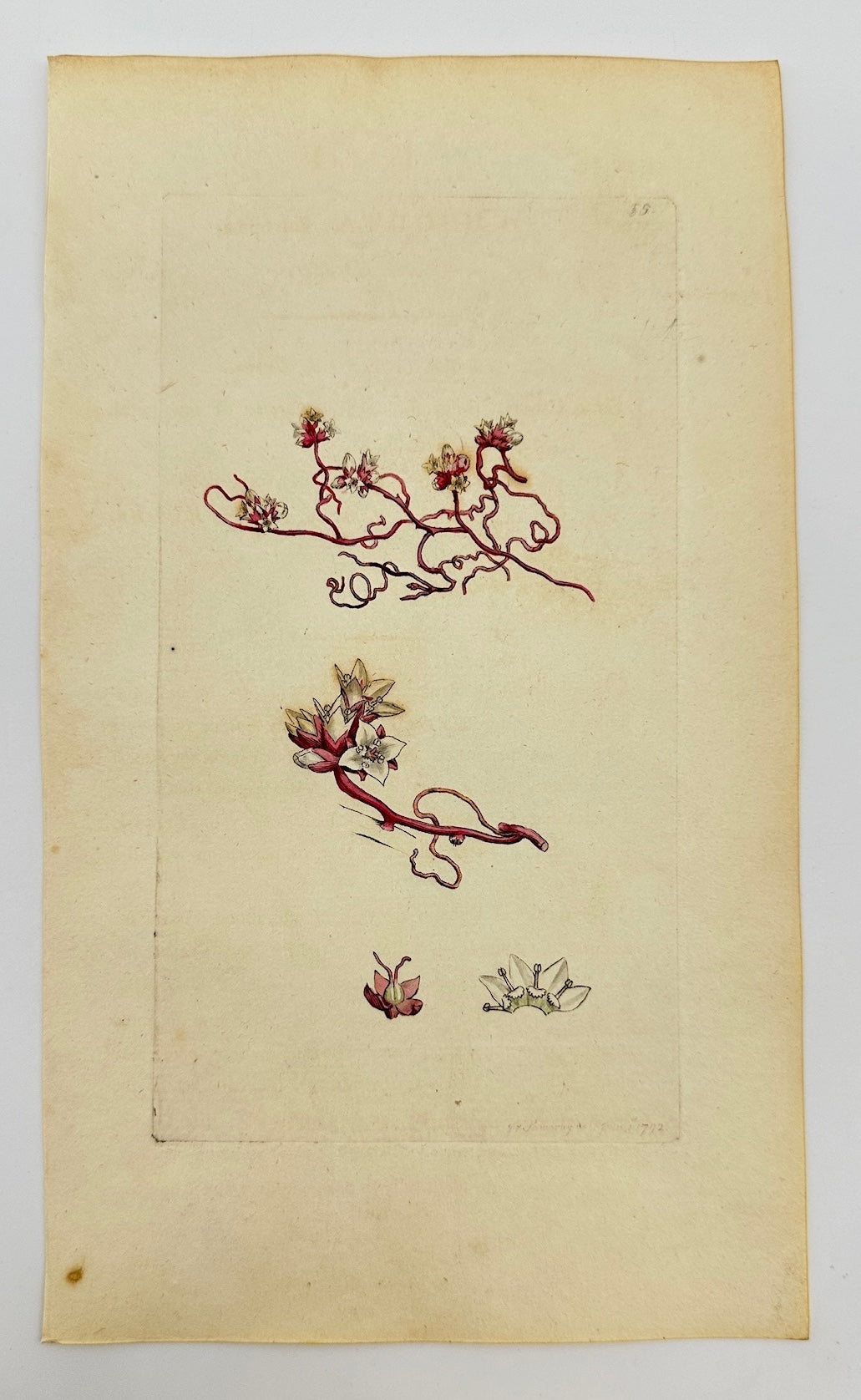 Antique Print - James Sowerby - Cuscuta Europaea - European Dodder - F1