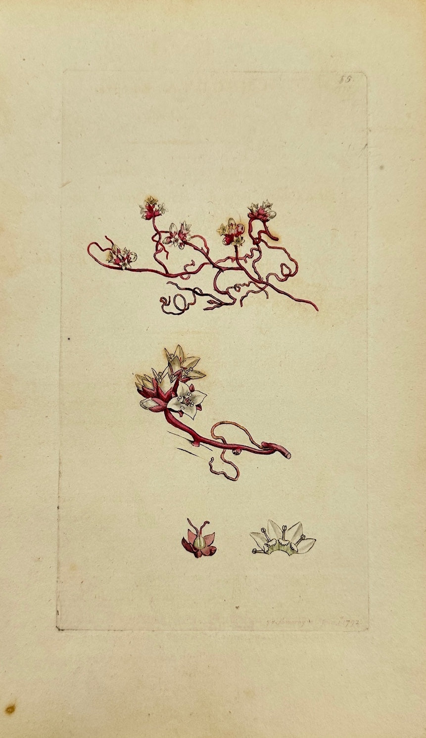 Antique Print - James Sowerby - Cuscuta Europaea - European Dodder - F1