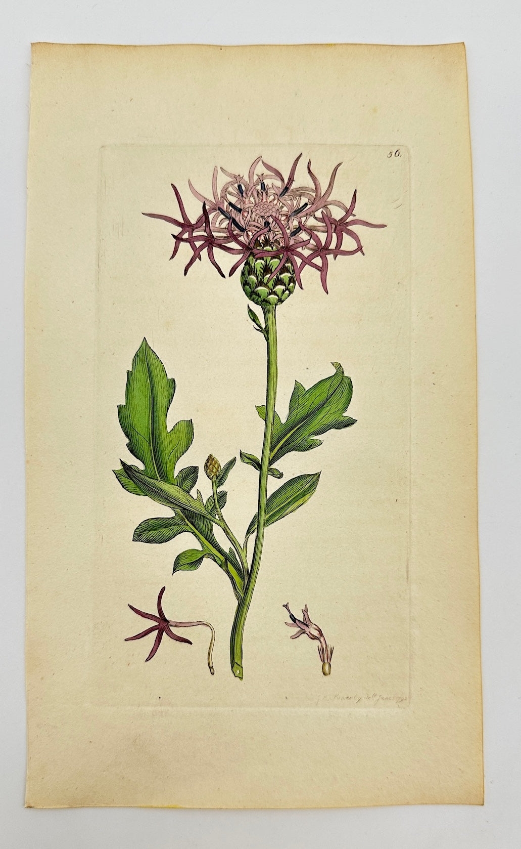 Antique Print - James Sowerby - Centaurea Scabiosa - Greater Knapweed - F1