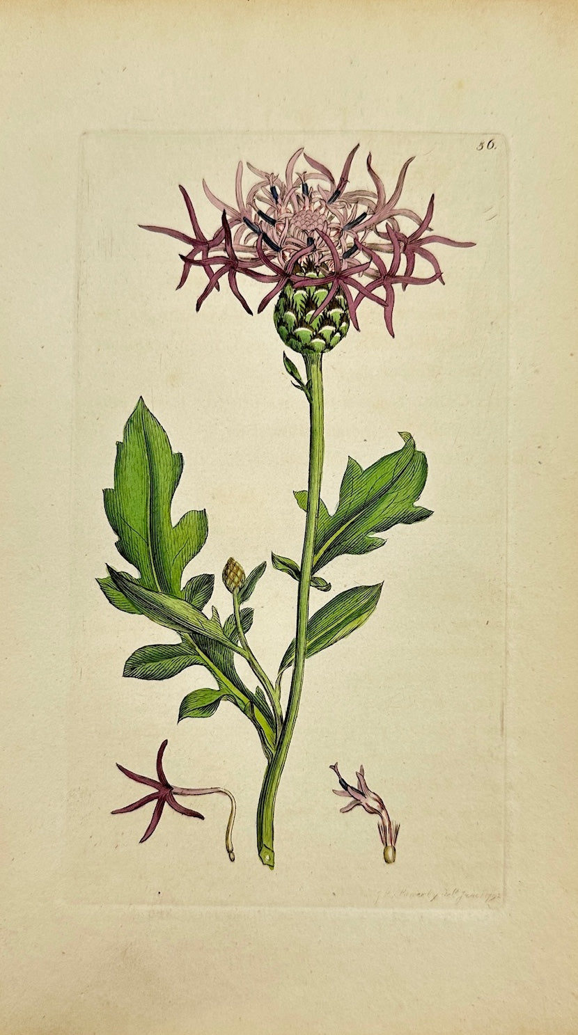 Antique Print - James Sowerby - Centaurea Scabiosa - Greater Knapweed - F1