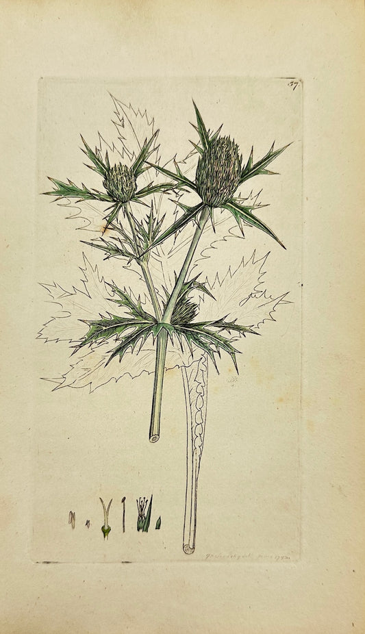 Antique Botanical Print - James Sowerby - Eryngium Campestre - Field Eryngo - F1
