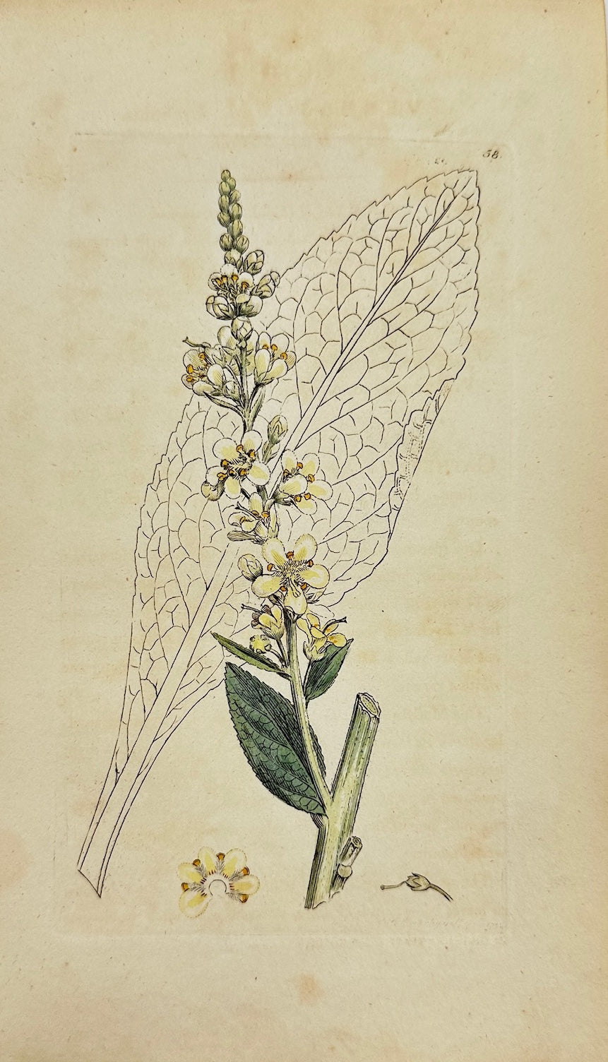 Antique Print - James Sowerby - Verbascum Lychnitis - Great Mullein - F1