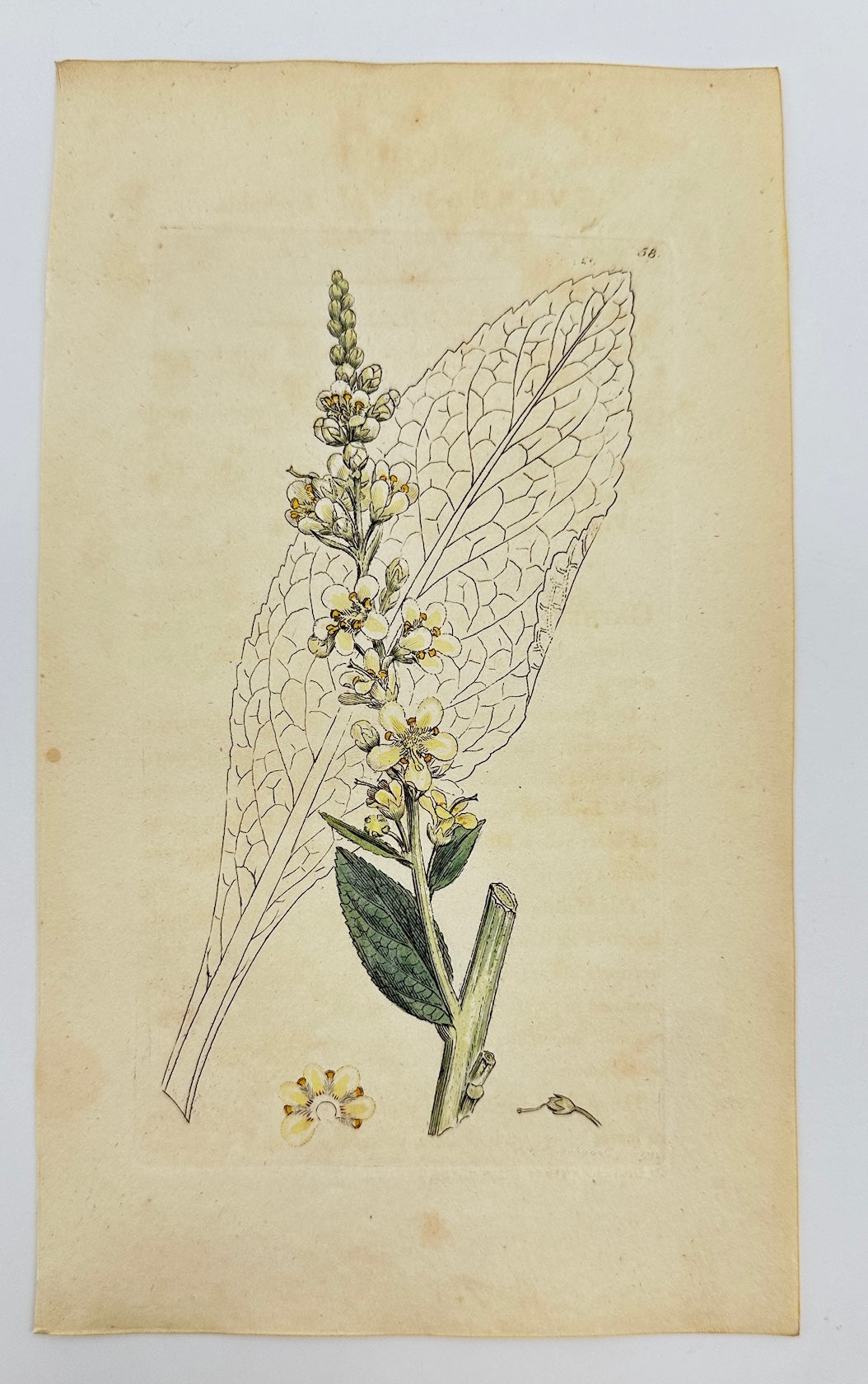 Antique Print - James Sowerby - Verbascum Lychnitis - Great Mullein - F1