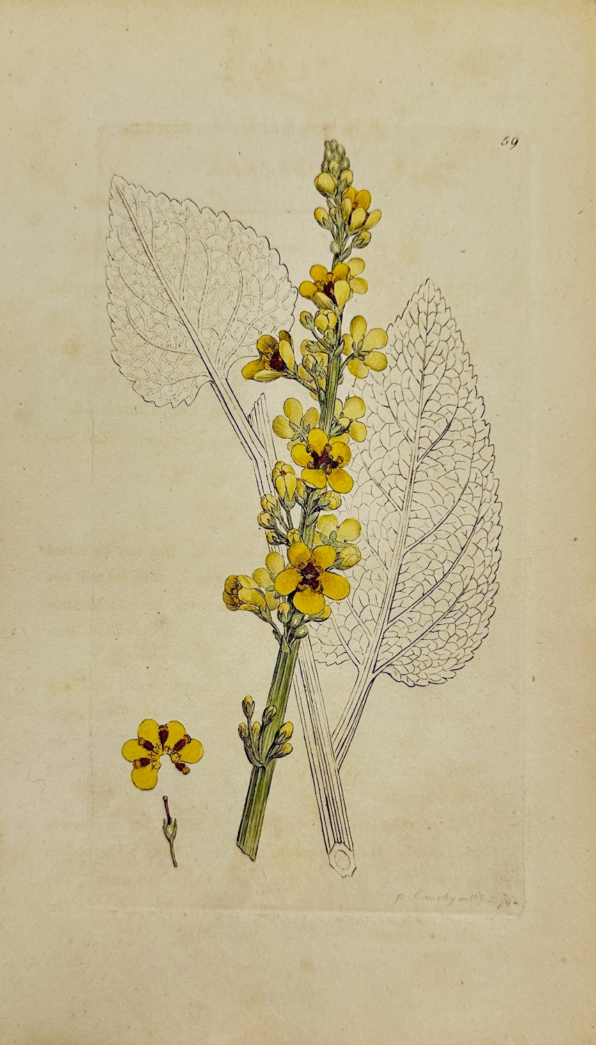 Antique Botanical Print - James Sowerby - Verbascum Nigrum - Black Mullein - F1