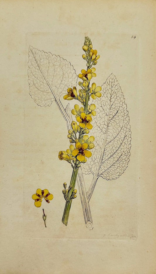 Antique Botanical Print - James Sowerby - Verbascum Nigrum - Black Mullein - F1