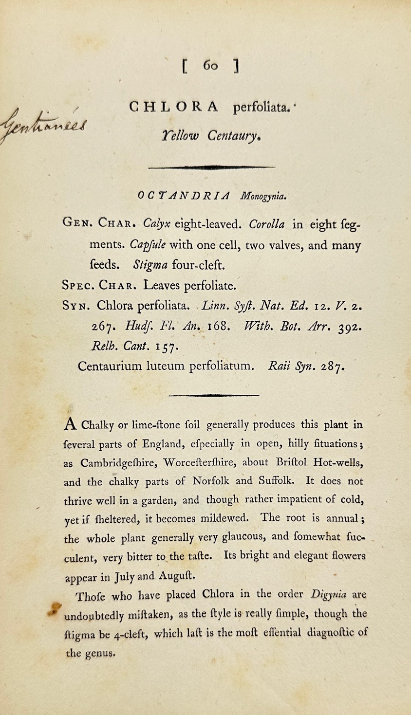 Antique Print - James Sowerby - Chlora Perfoliata - Perfoliate Yellow-wort - F1
