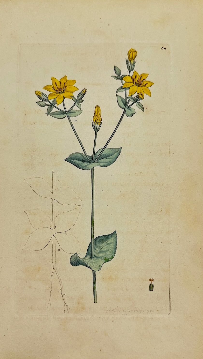 Antique Print - James Sowerby - Chlora Perfoliata - Perfoliate Yellow-wort - F1