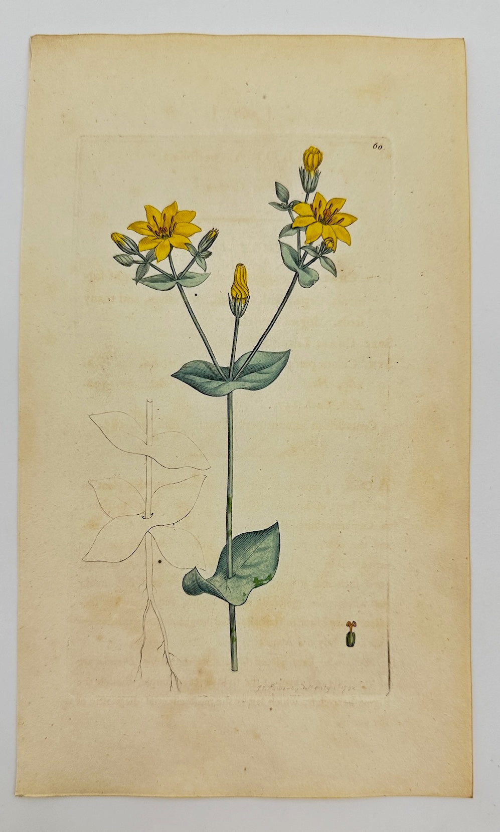 Antique Print - James Sowerby - Chlora Perfoliata - Perfoliate Yellow-wort - F1