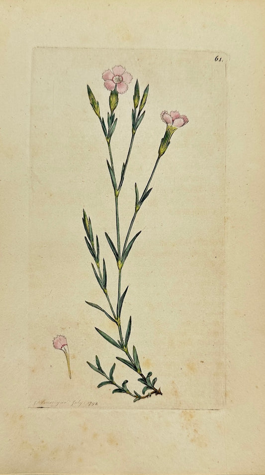 Antique Botanical Print - James Sowerby - Dianthus Deltoides - Maiden Pink - F1