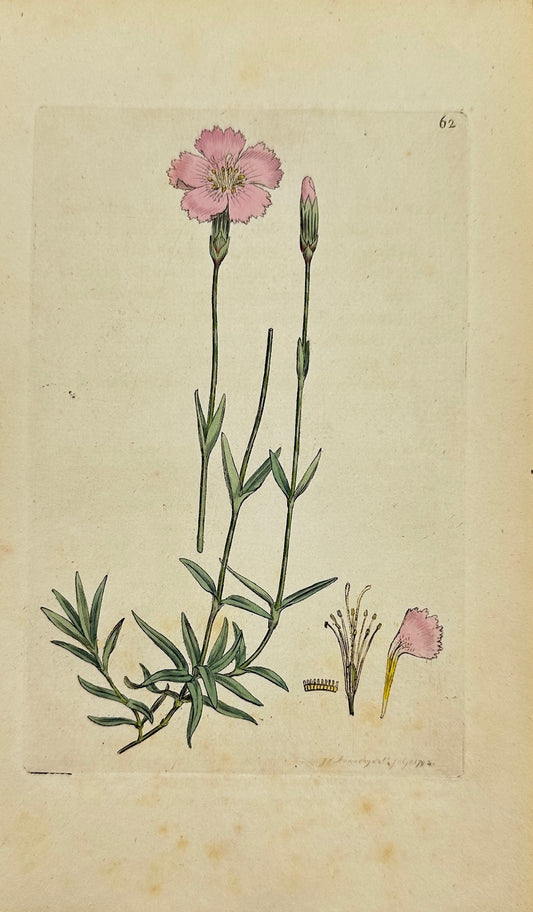 Antique Botanical Print - James Sowerby - Dianthus Caesius - Bluish Pink - F1
