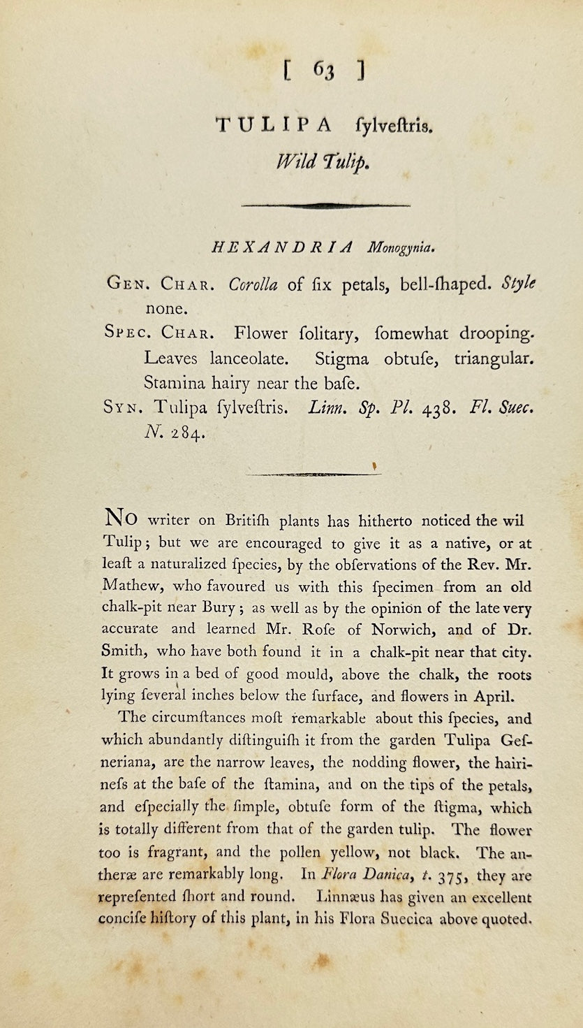 Antique Botanical Print - James Sowerby - Tulipa Sylvestris - Wild Tulip - F1