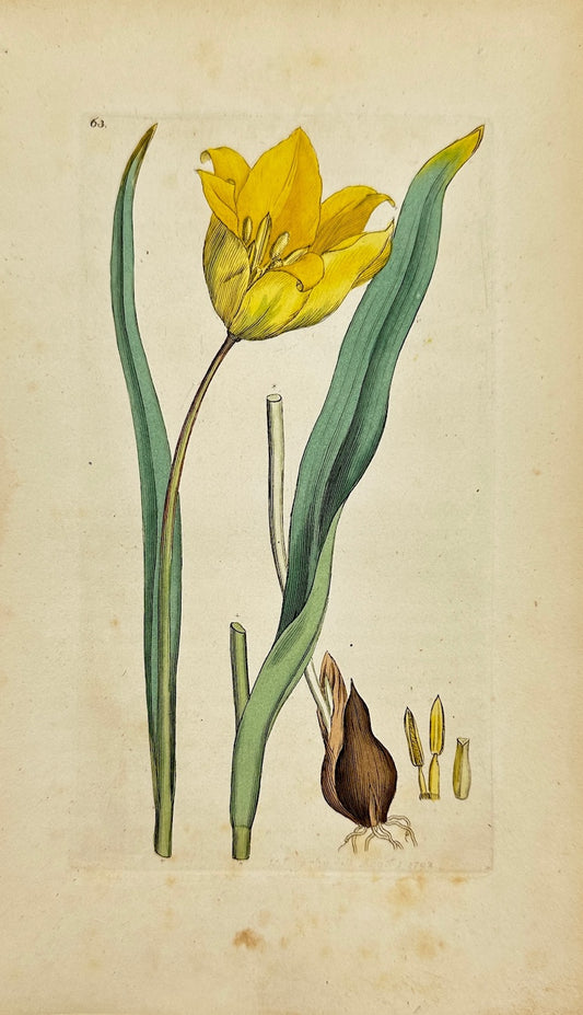 Antique Botanical Print - James Sowerby - Tulipa Sylvestris - Wild Tulip - F1