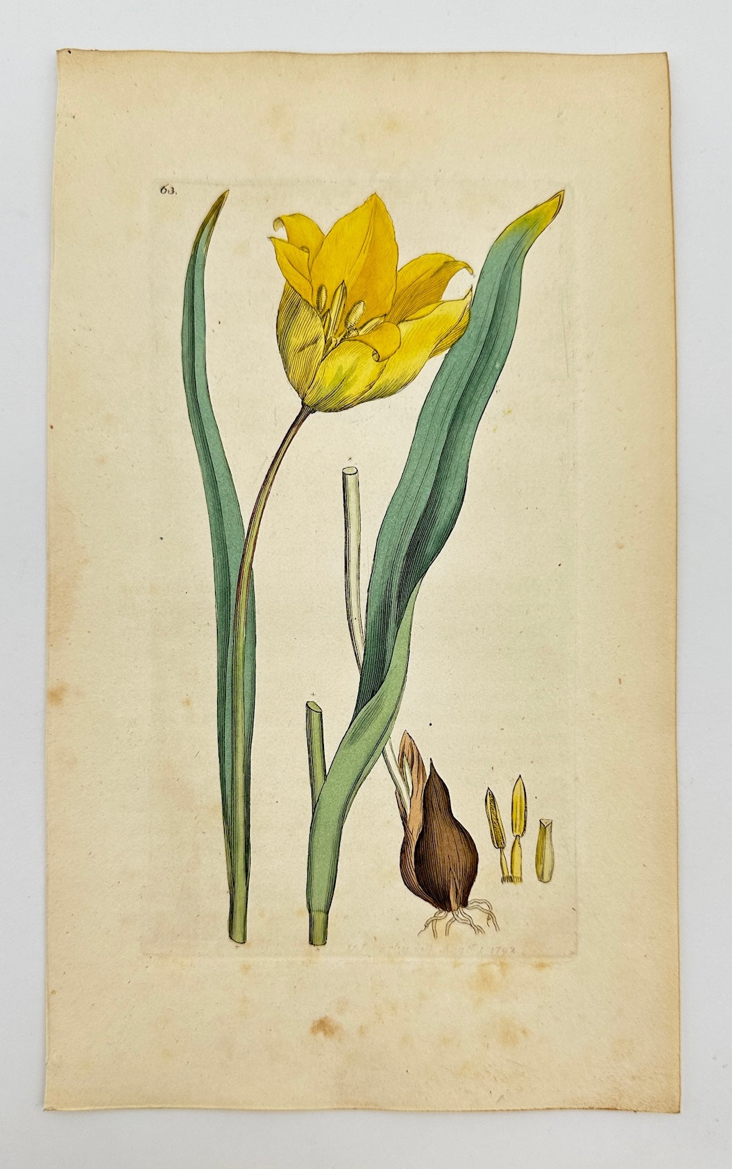 Antique Botanical Print - James Sowerby - Tulipa Sylvestris - Wild Tulip - F1